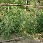 無農薬の有機栽培野菜